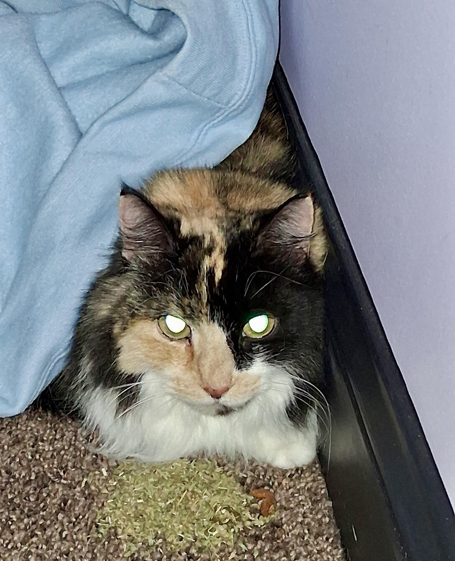 Enlarge Mystery, an adopted Domestic Long Hair in BLACK MOUNTAIN, NC image 2/2