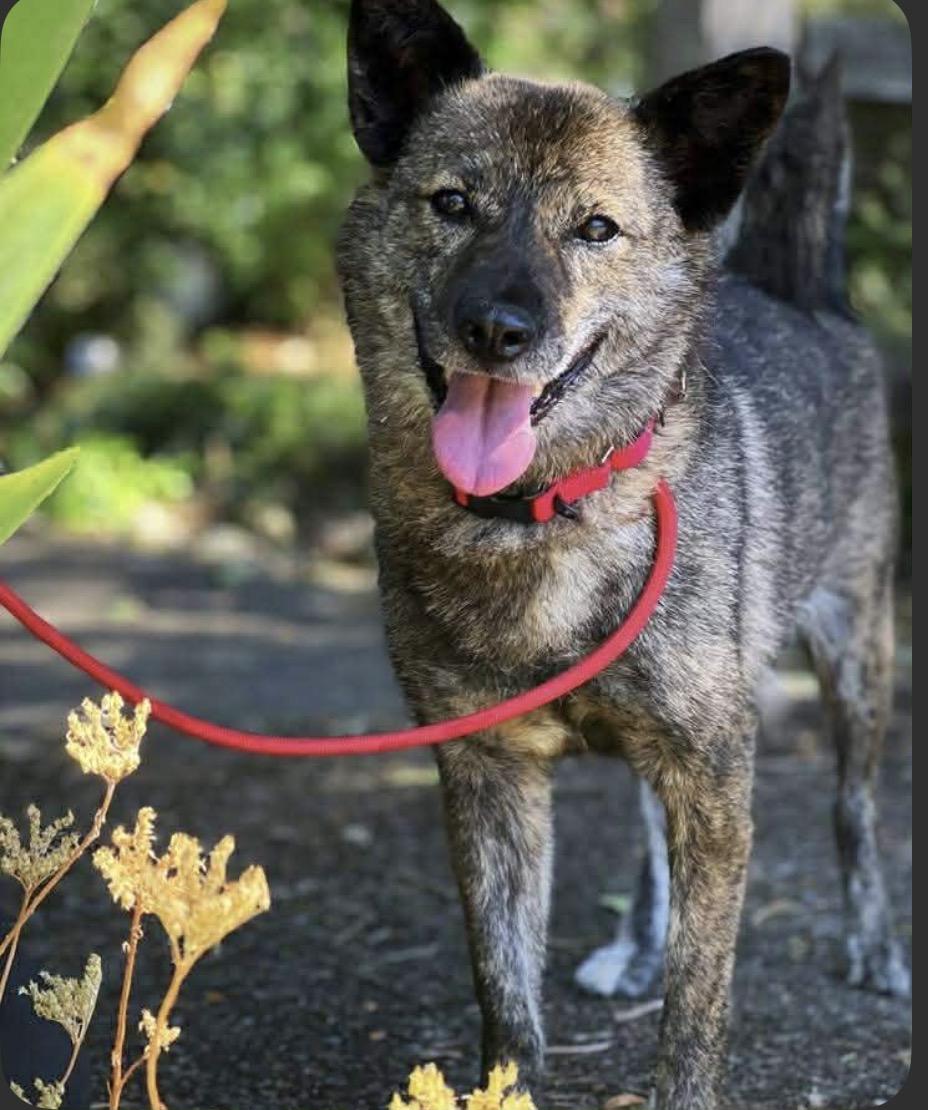 Bobbie, ADOPTABLE, Adult Female Kai Dog.