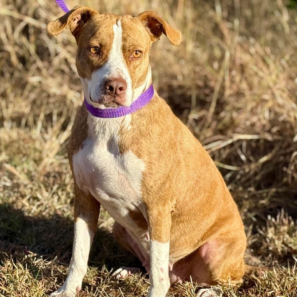 Izzie, a Adoptable mixed breed in Austin, TX image 2/6