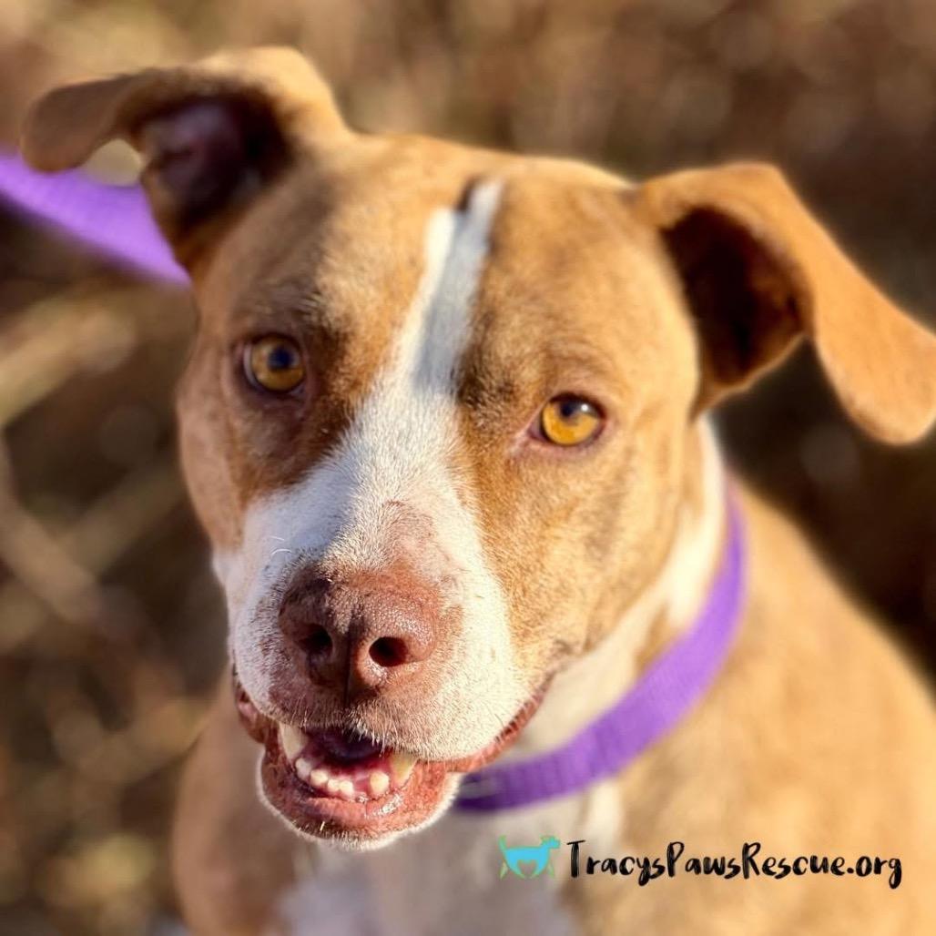 Izzie, a Adoptable mixed breed in Austin, TX image 5/6