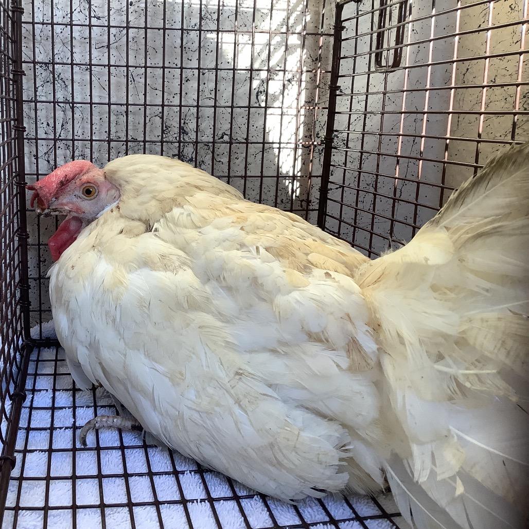 Enlarge Henifer*, a Adoptable Chicken in San Gabriel, CA image 1/1