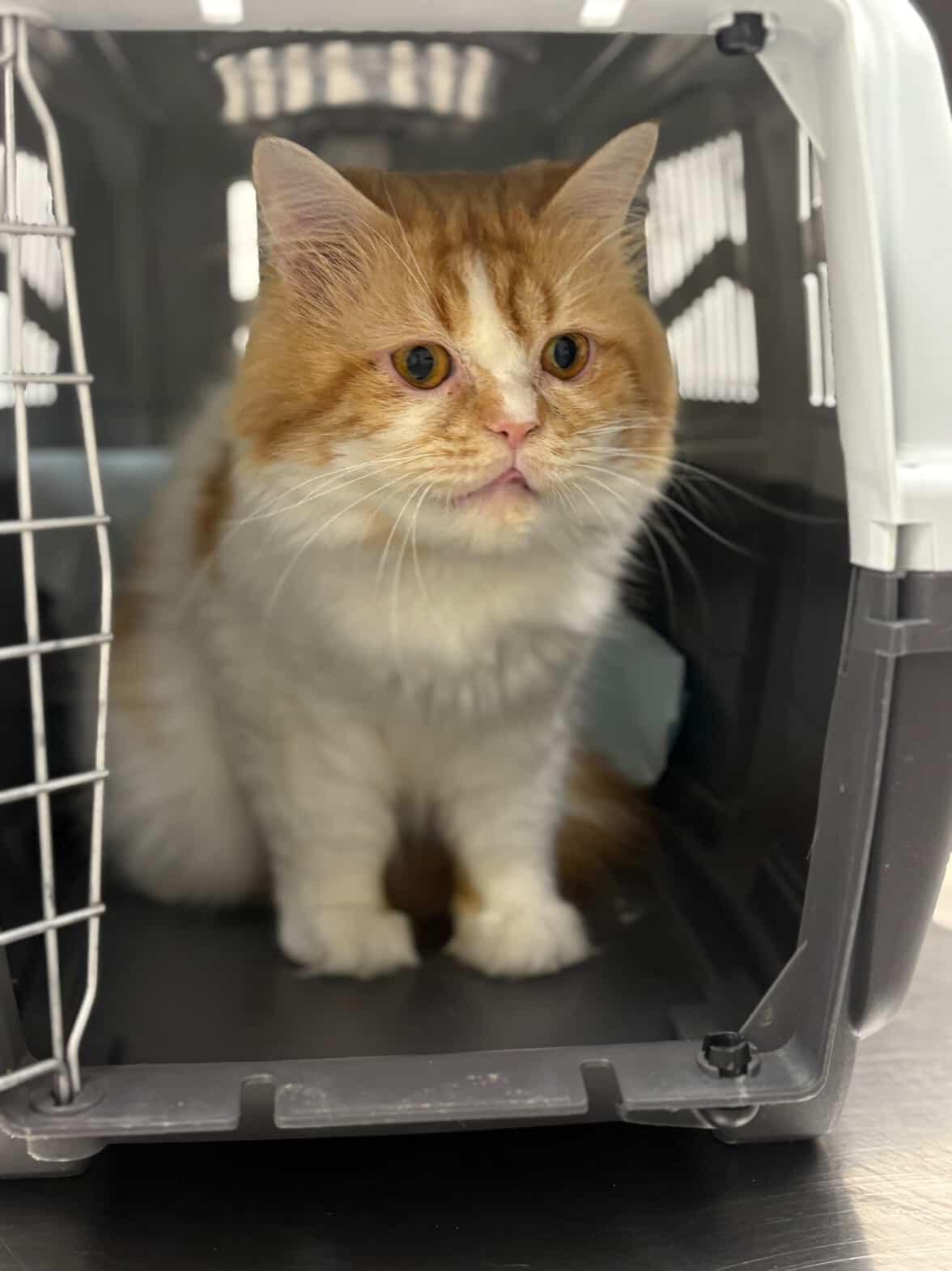 Enlarge Jaxon , a ADOPTABLE Persian in Mississauga, ON image 2/2