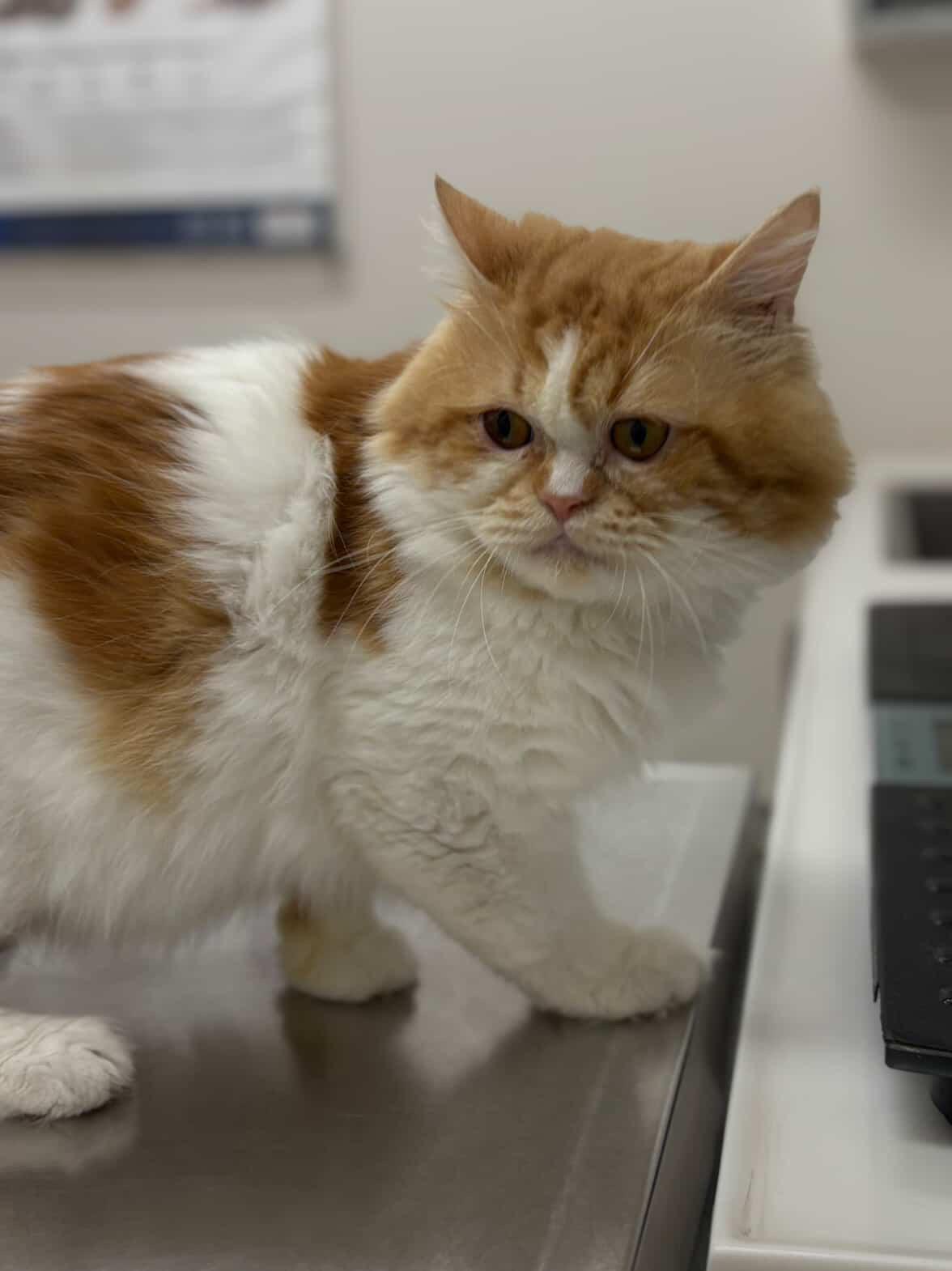 Enlarge Jaxon , a ADOPTABLE Persian in Mississauga, ON image 1/2