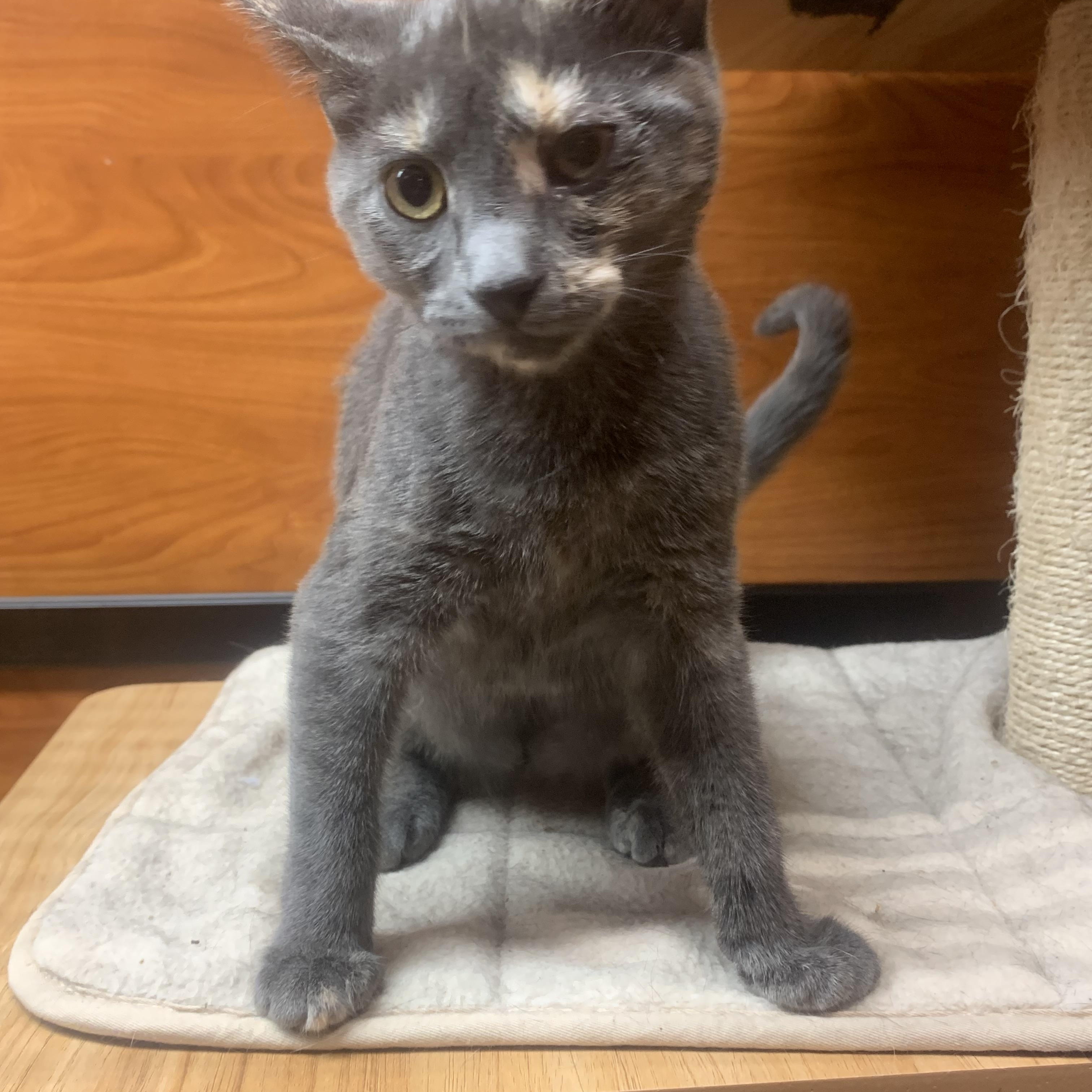 Iris, ADOPTABLE, Kitten Female Domestic Short Hair.