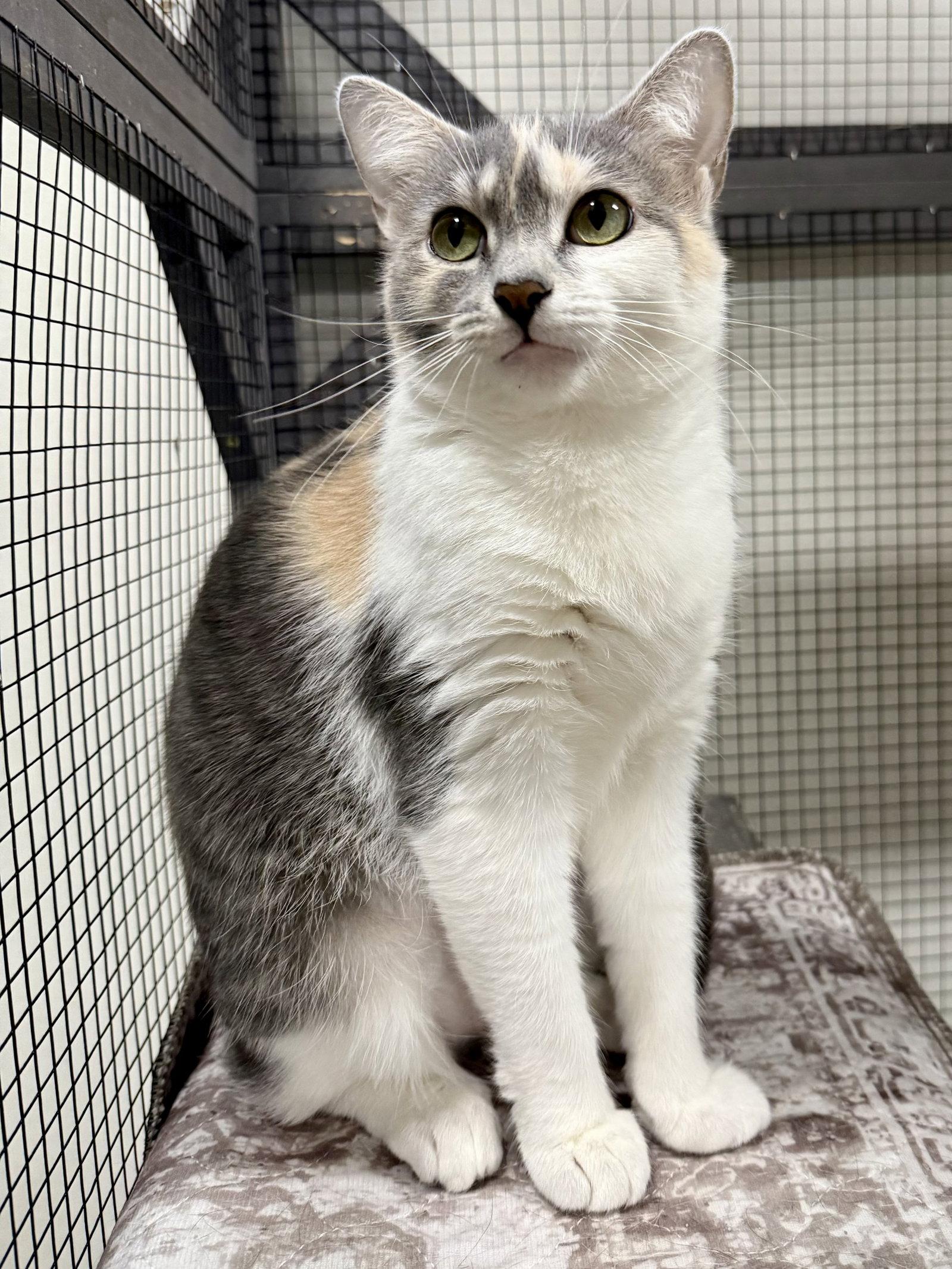 CAT - Gidget, Adoptable, Young Female Domestic Short Hair & Dilute Calico.
