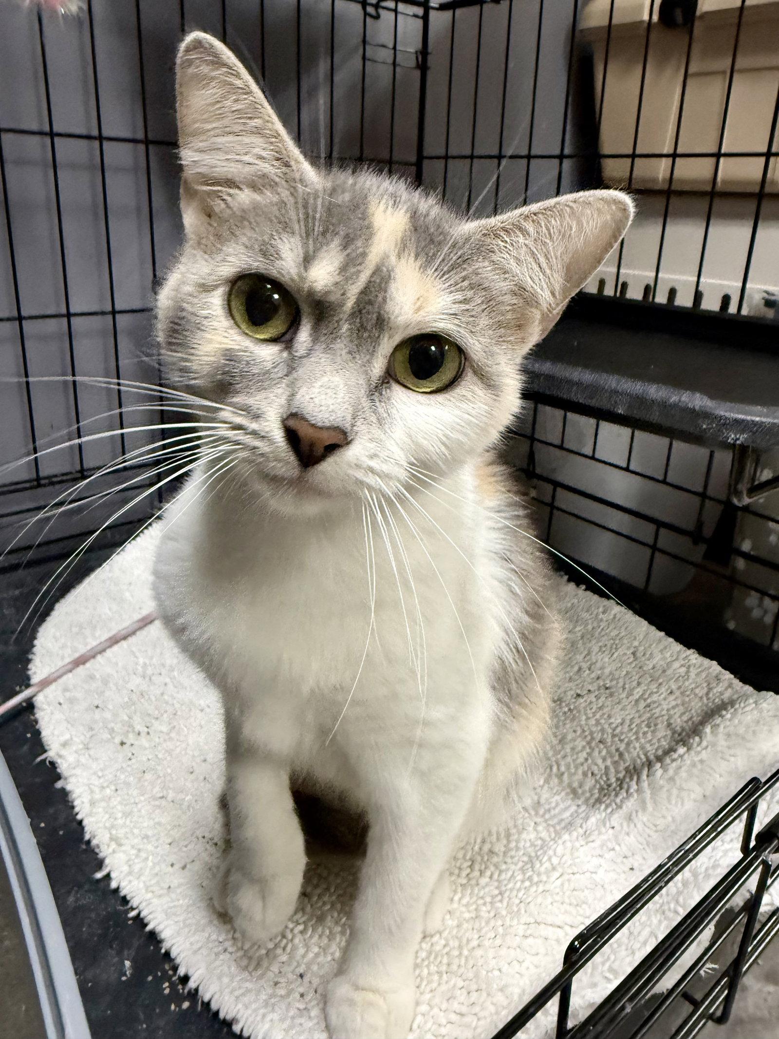 CAT - Gidget, a Adoptable mixed breed in GILBERTS, IL image 2/3