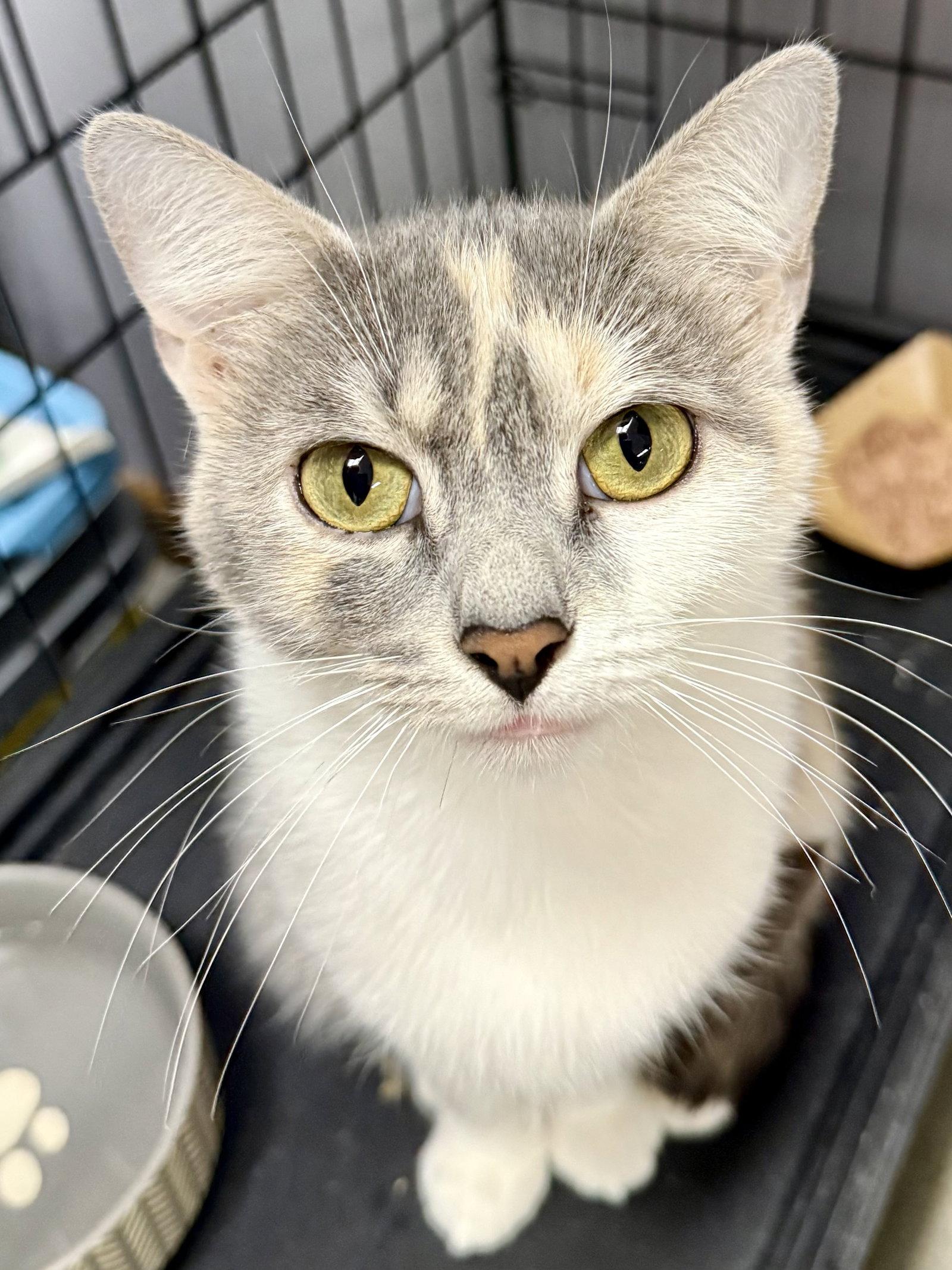 CAT - Gidget, a Adoptable mixed breed in GILBERTS, IL image 3/3