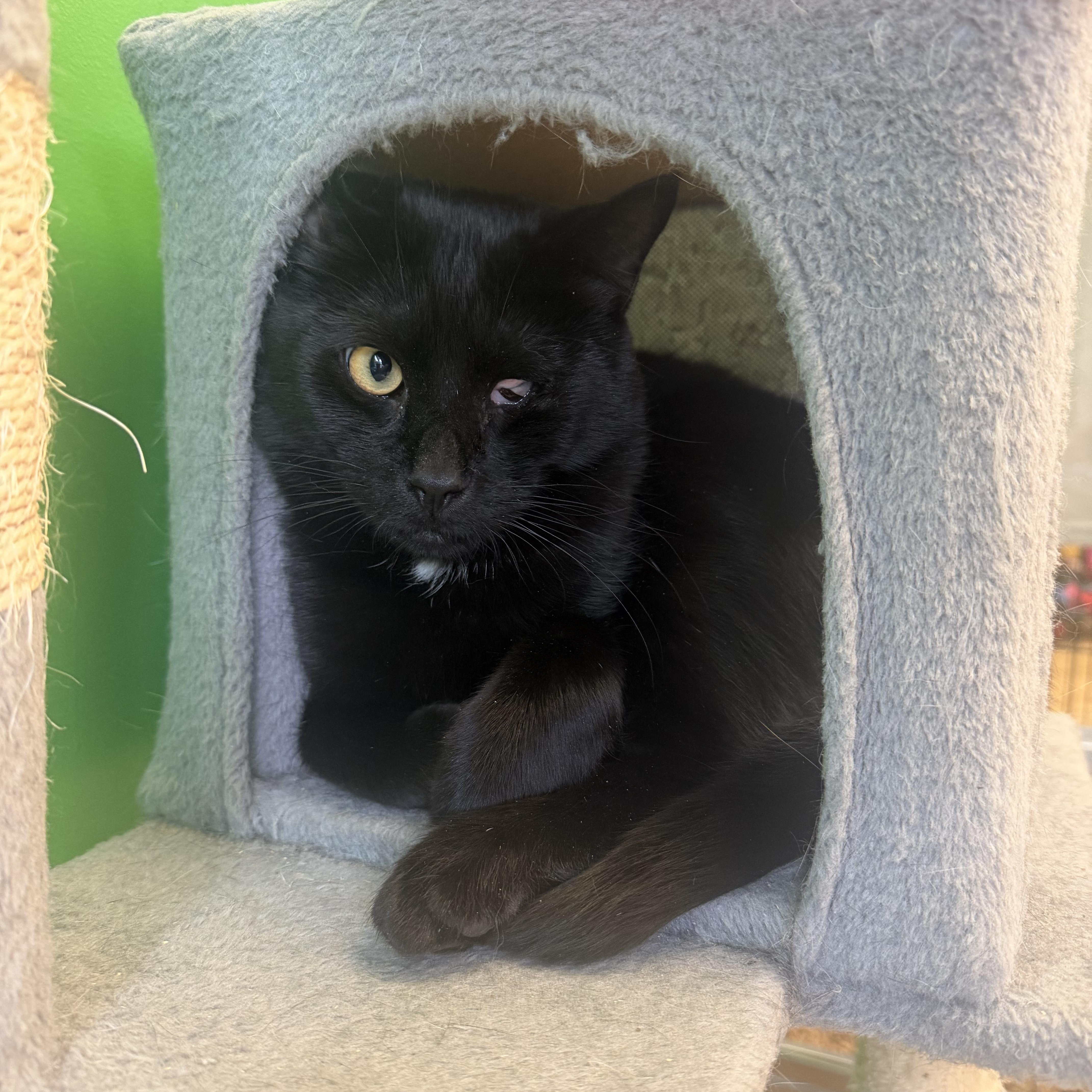 Enlarge Squash, a Adoptable Domestic Short Hair in Hudson, NY image 1/1