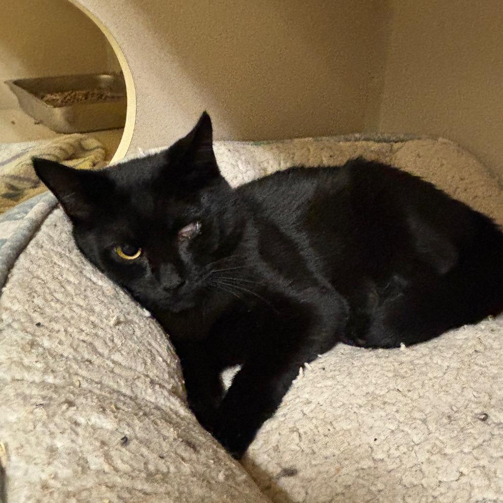 Enlarge Squash, a Adoptable Domestic Short Hair in Hudson, NY image 1/1