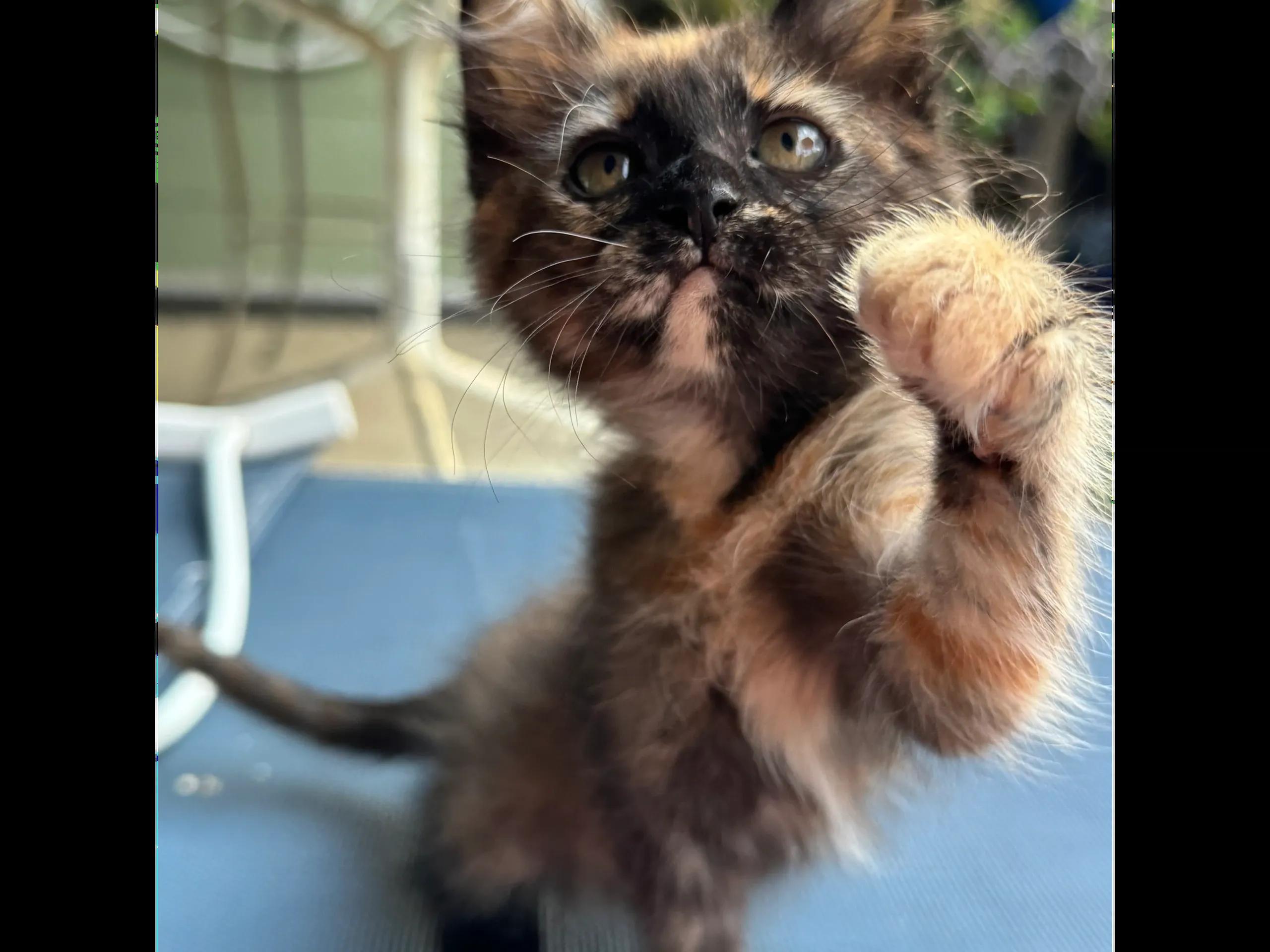 Trinity, ADOPTABLE, Kitten Female Tortoiseshell.