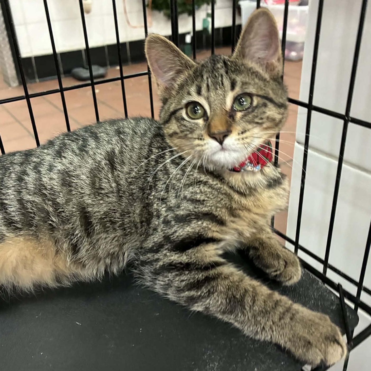 Chipz, Adoptable, Kitten Male Domestic Short Hair.