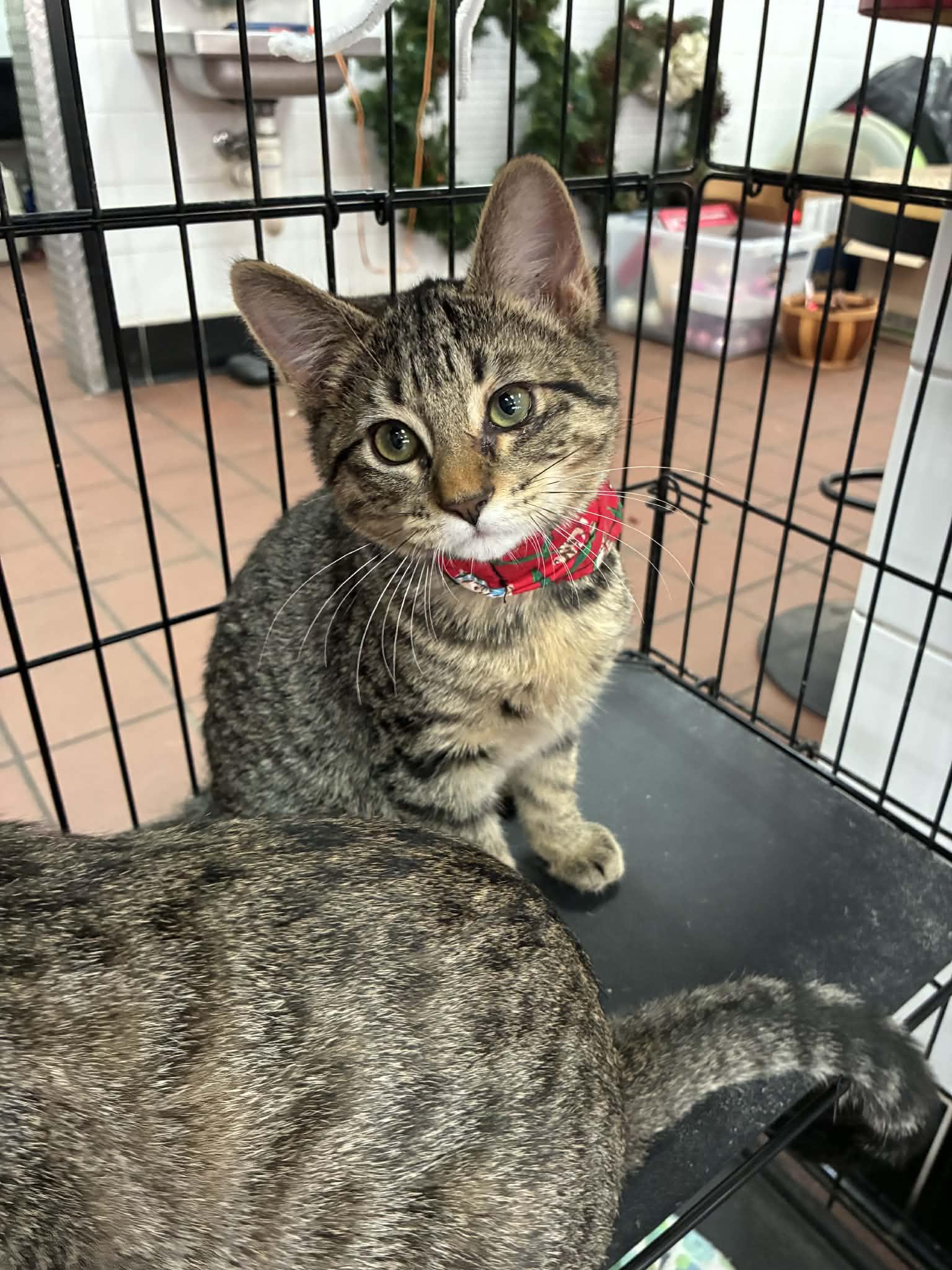 Chipz, a Adoptable mixed breed in Oklahoma City, OK image 2/6