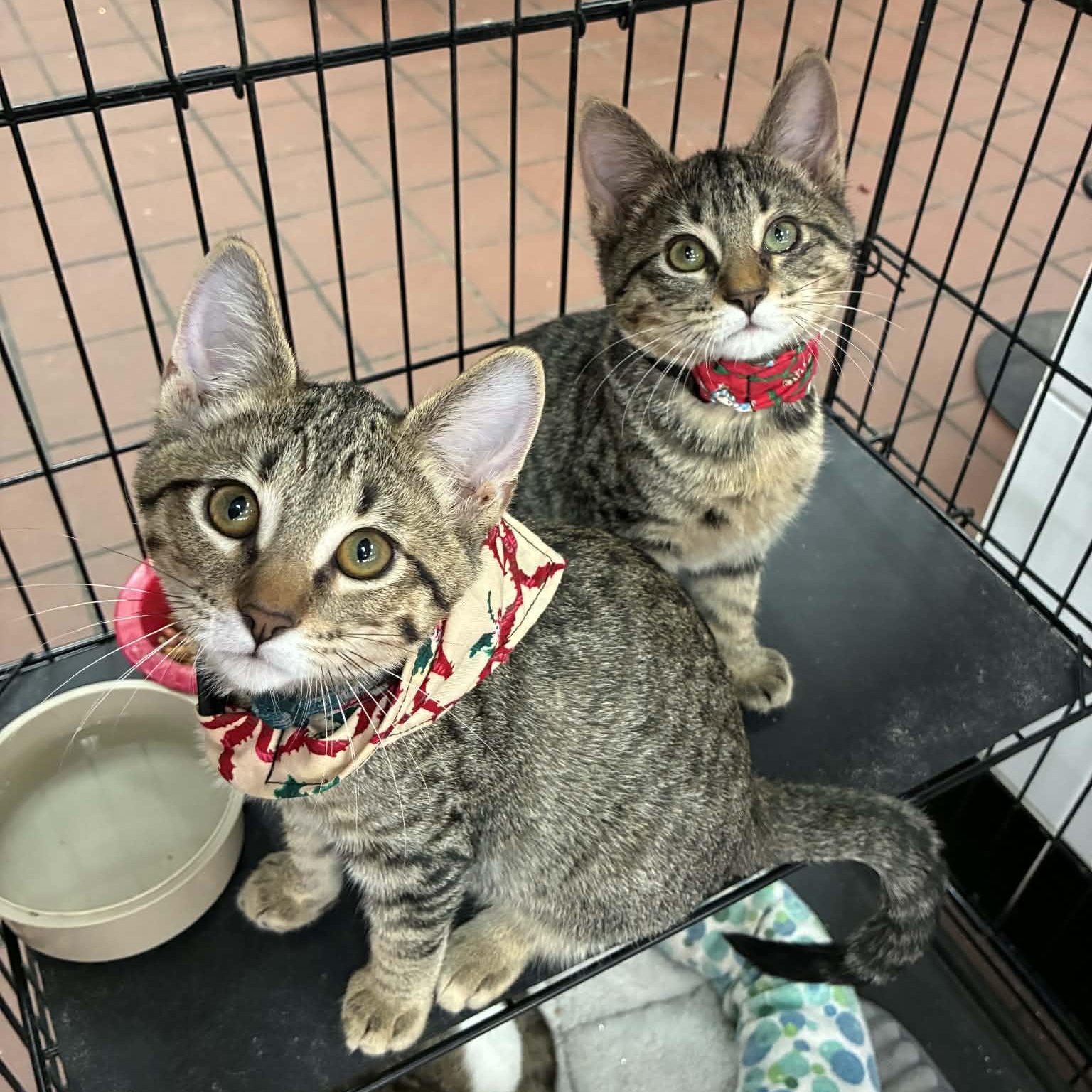 Chipz, a Adoptable mixed breed in Oklahoma City, OK image 4/6