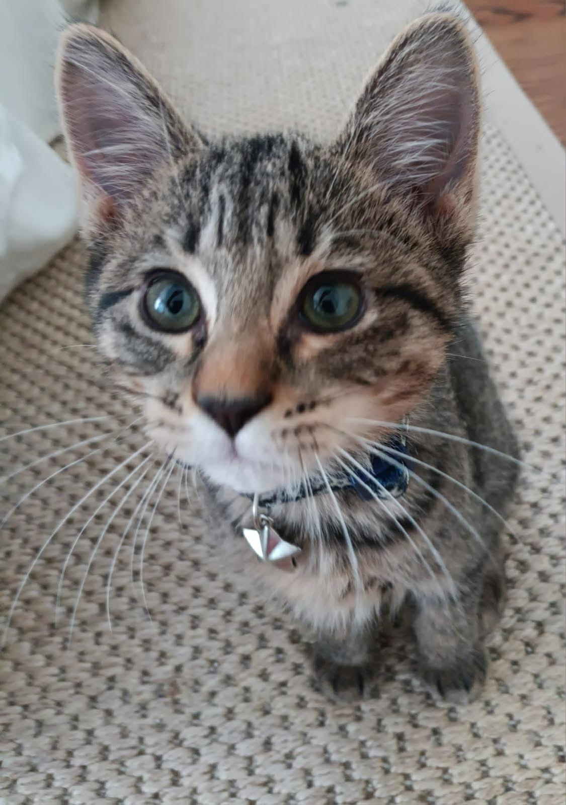 Chipz, Adoptable, Kitten Male Domestic Short Hair.