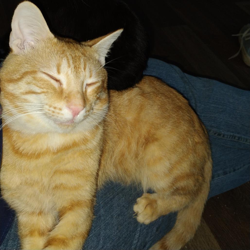 Ginger — thumbnail 2