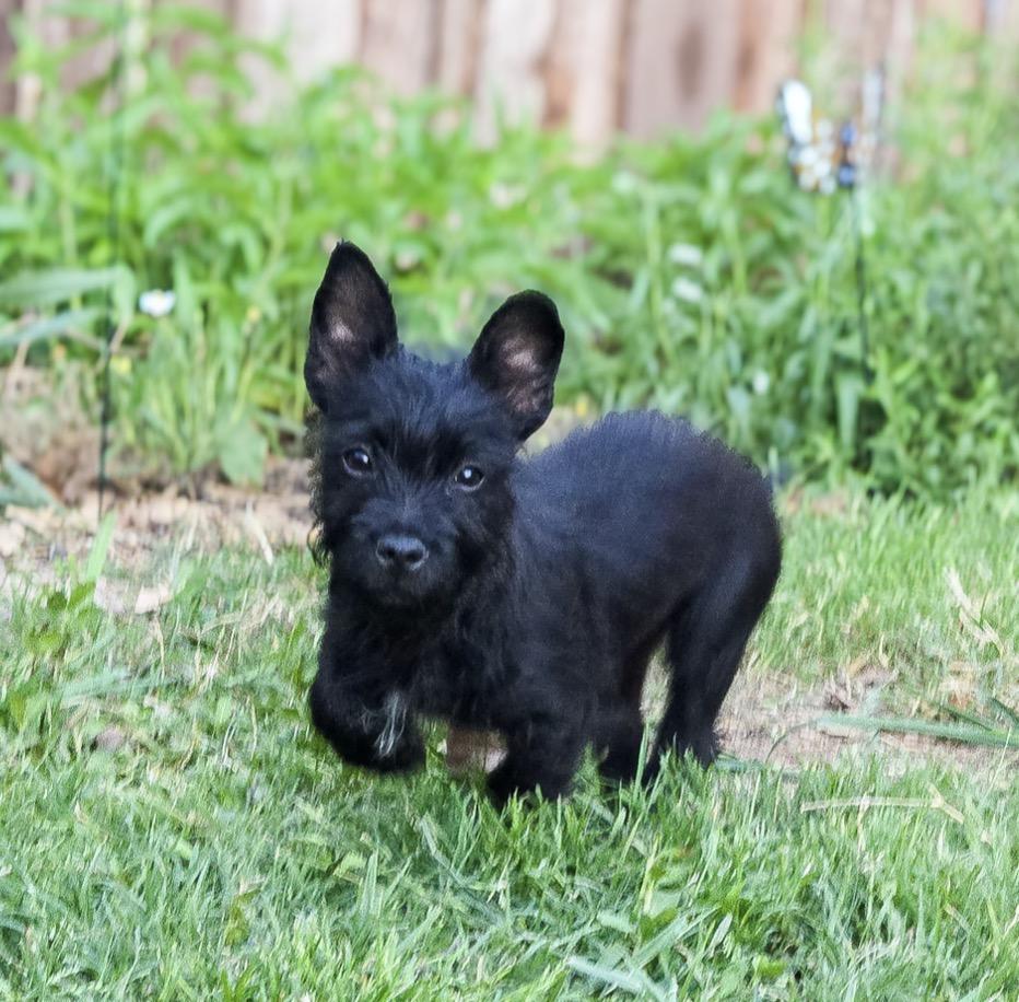 Scotty, a Adoptable mixed breed in Houston, TX image 1/2