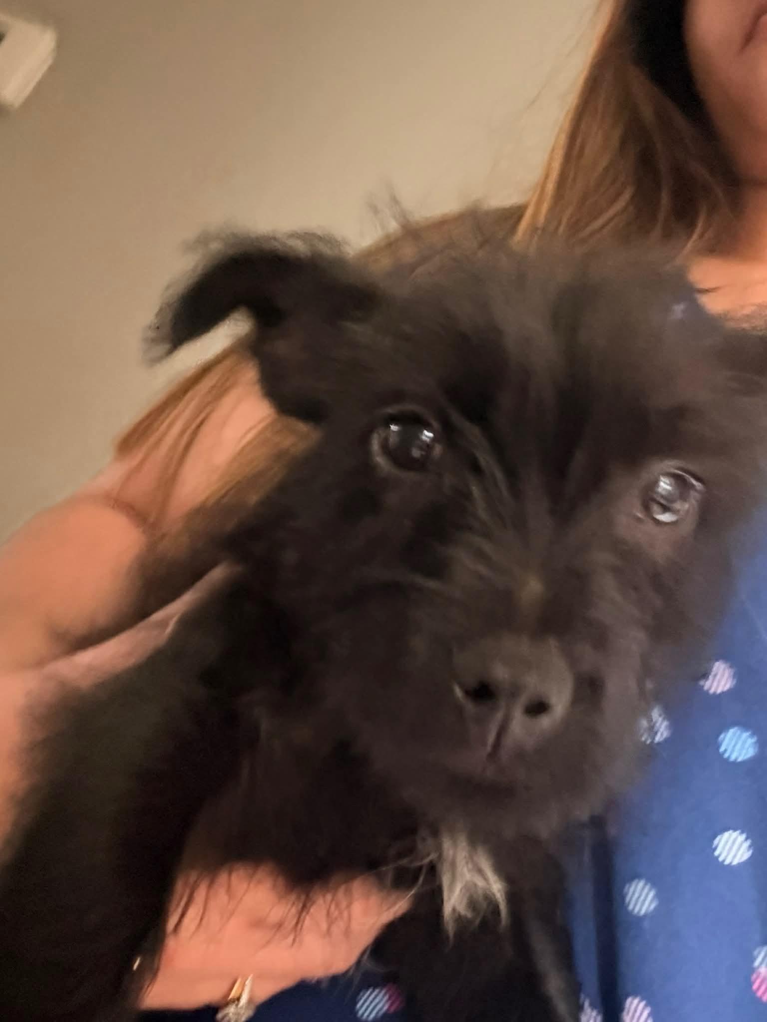 Scotty, a Adoptable mixed breed in Houston, TX image 2/2