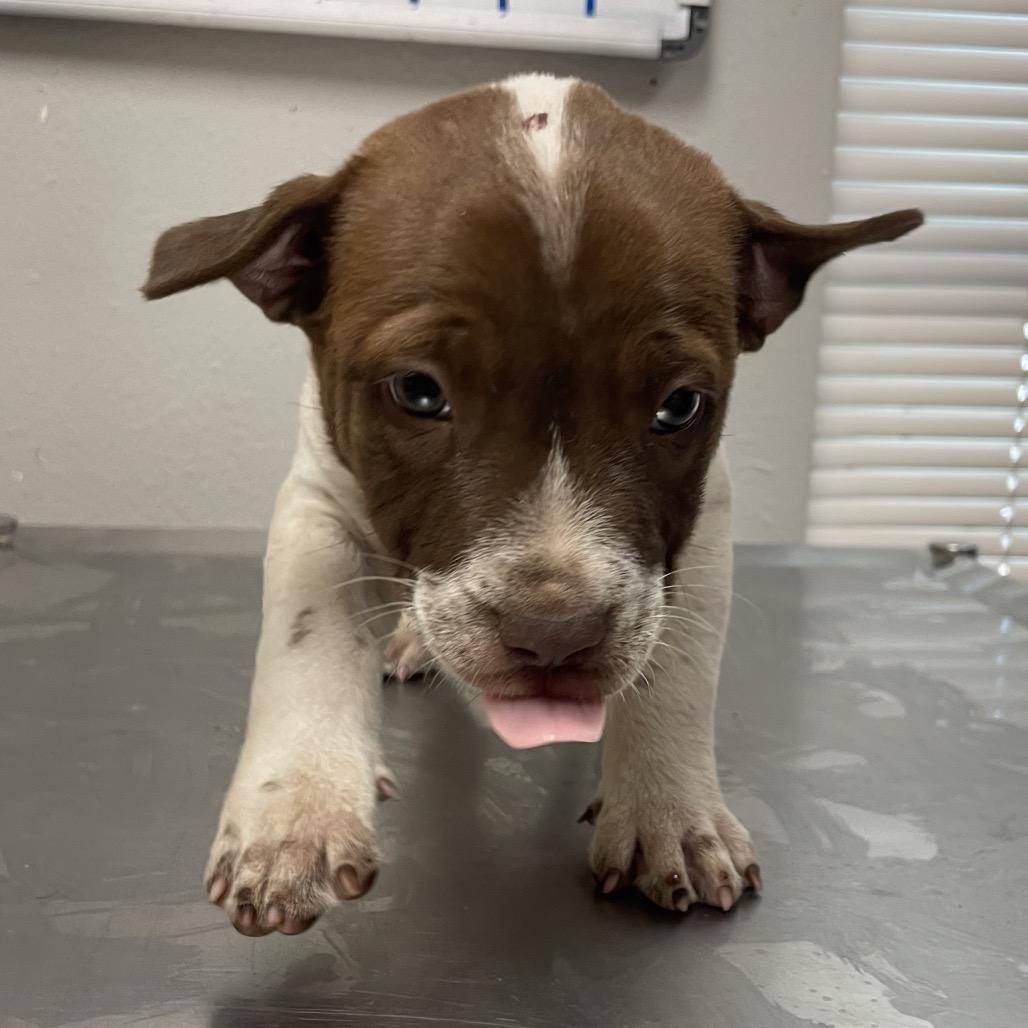 Mocha, Adoptable, Puppy Male Pit Bull Terrier & Mixed Breed.