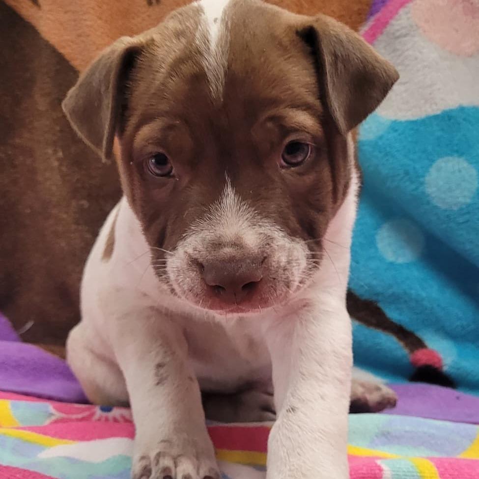 Enlarge Mocha, a Adoptable mixed breed in Laredo, TX image 2/5