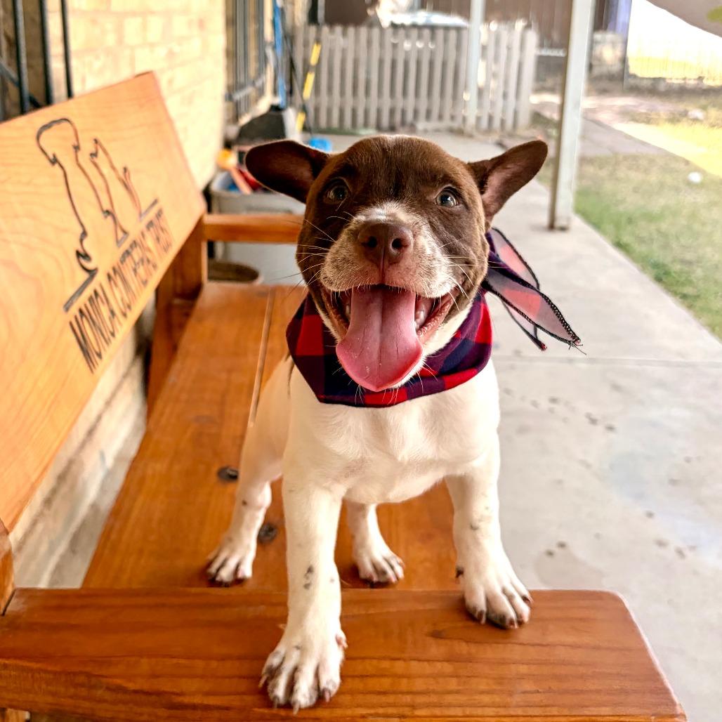 Enlarge Mocha, a Adoptable mixed breed in Laredo, TX image 3/5