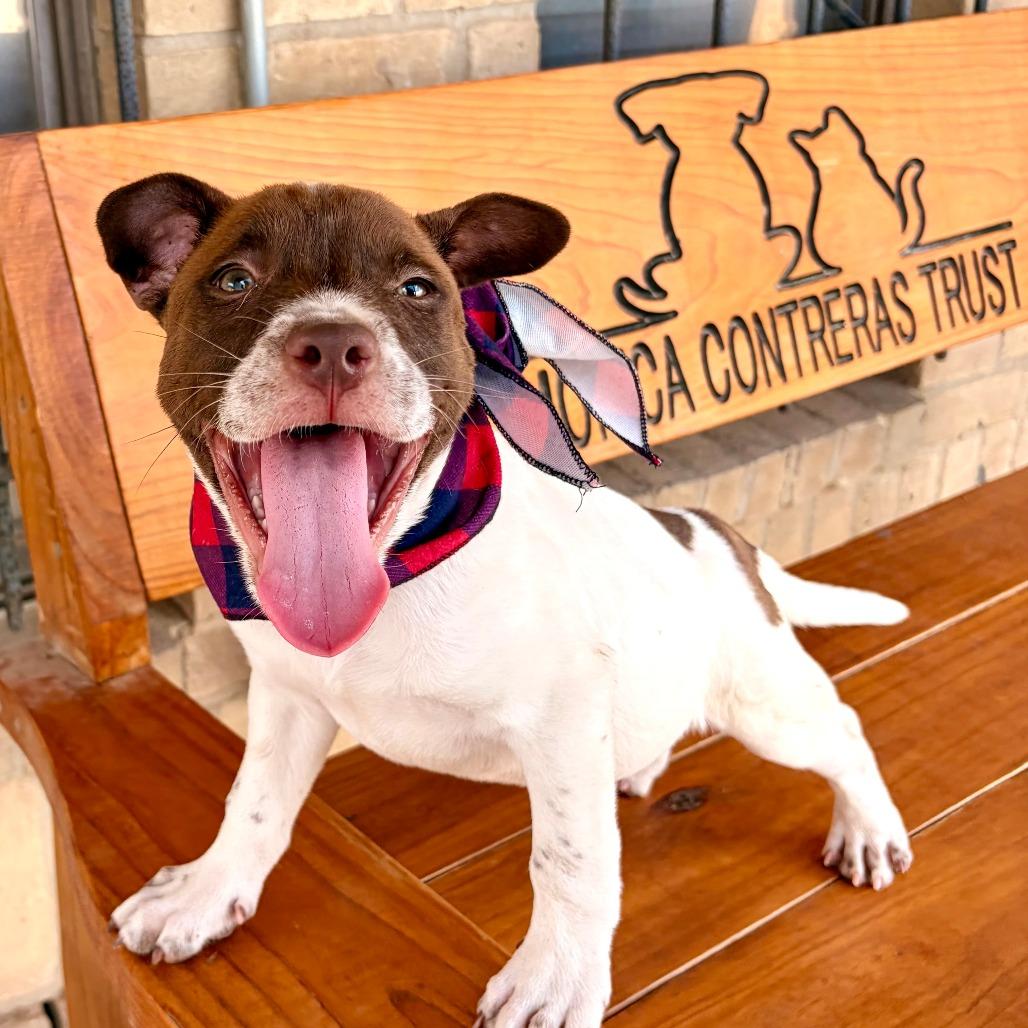 Enlarge Mocha, a Adoptable mixed breed in Laredo, TX image 4/5