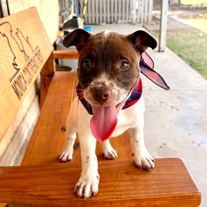 Enlarge Mocha, a Adoptable mixed breed in Laredo, TX image 5/5