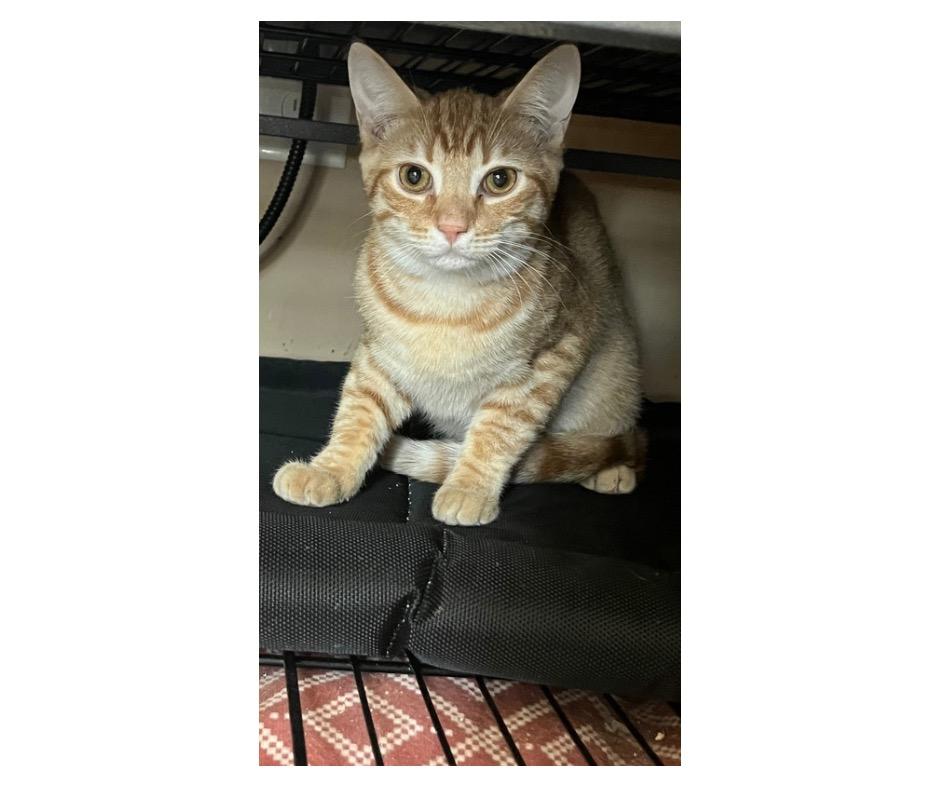 Enlarge Blaze, a Adoptable mixed breed in Grovetown, GA image 1/1