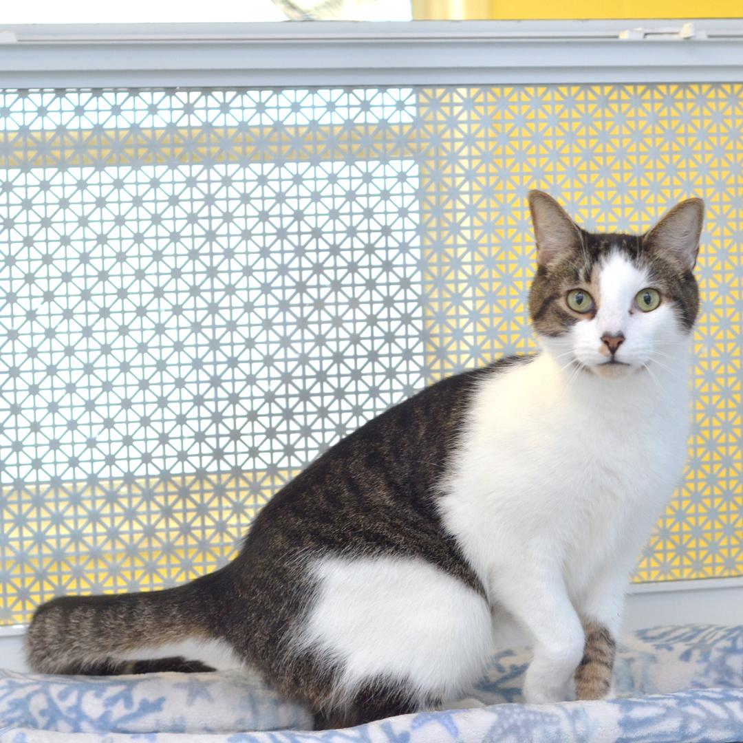 Winston, an adopted mixed breed in Sanford, FL image 2/3