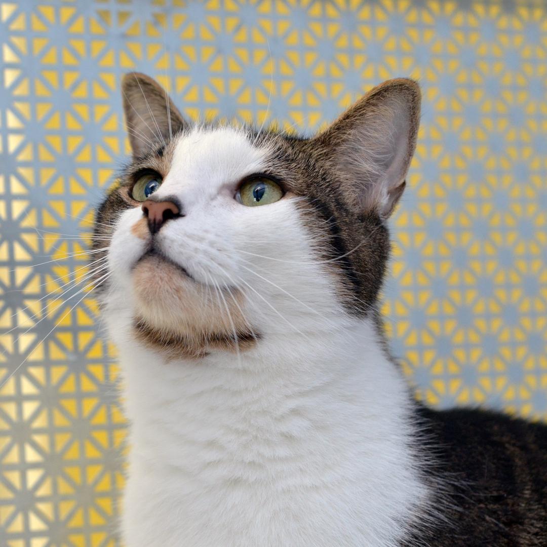 Winston, an adopted mixed breed in Sanford, FL image 3/3