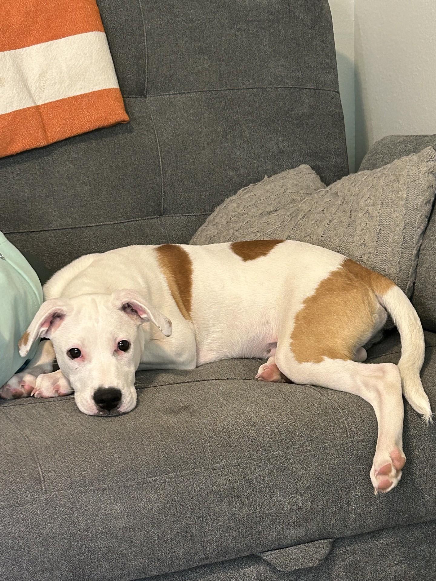 Pickles is the Perfect Boy, ADOPTABLE, Young Male American Staffordshire Terrier.