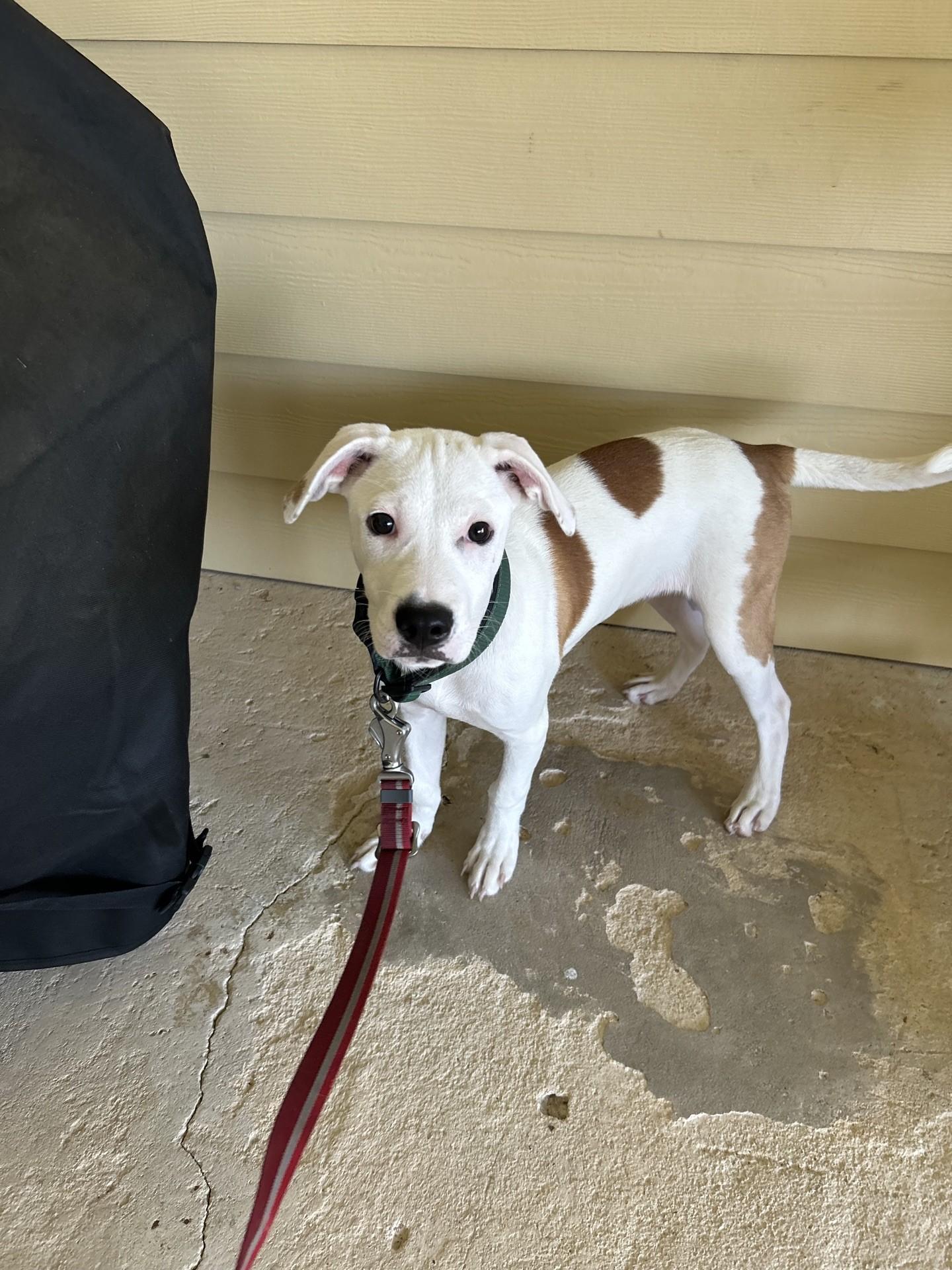 Pickles is the Perfect Boy, a ADOPTABLE mixed breed in Luling, TX image 2/6