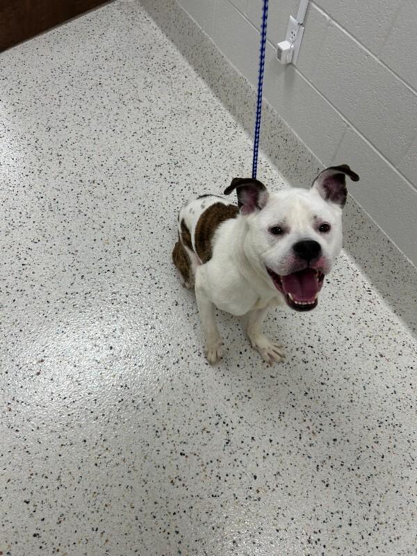 Chunk (Sponsored Adoption), Adoptable, Adult Male Pit Bull Terrier.