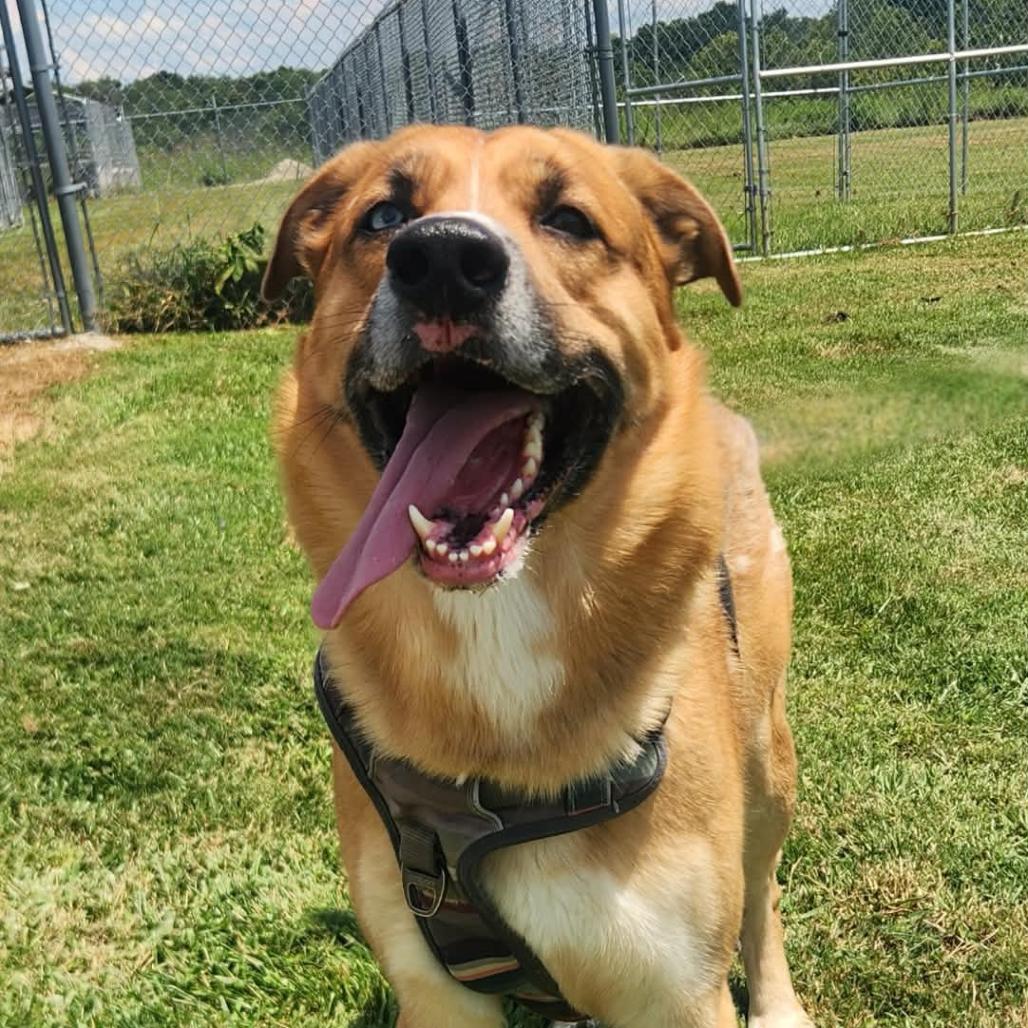 Enlarge Willy, a Adoptable Mixed Breed in Erie, PA image 1/2