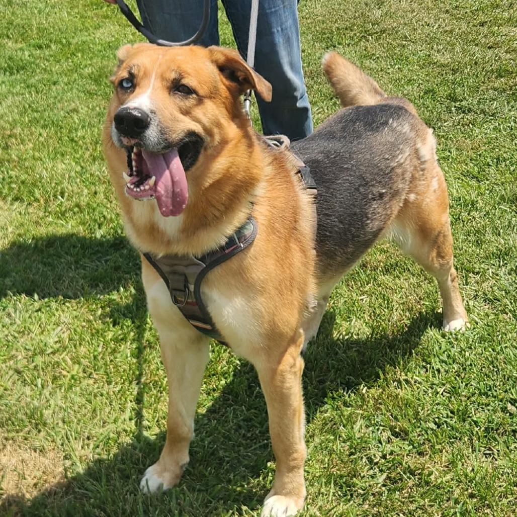 Enlarge Willy, a Adoptable Mixed Breed in Erie, PA image 2/2