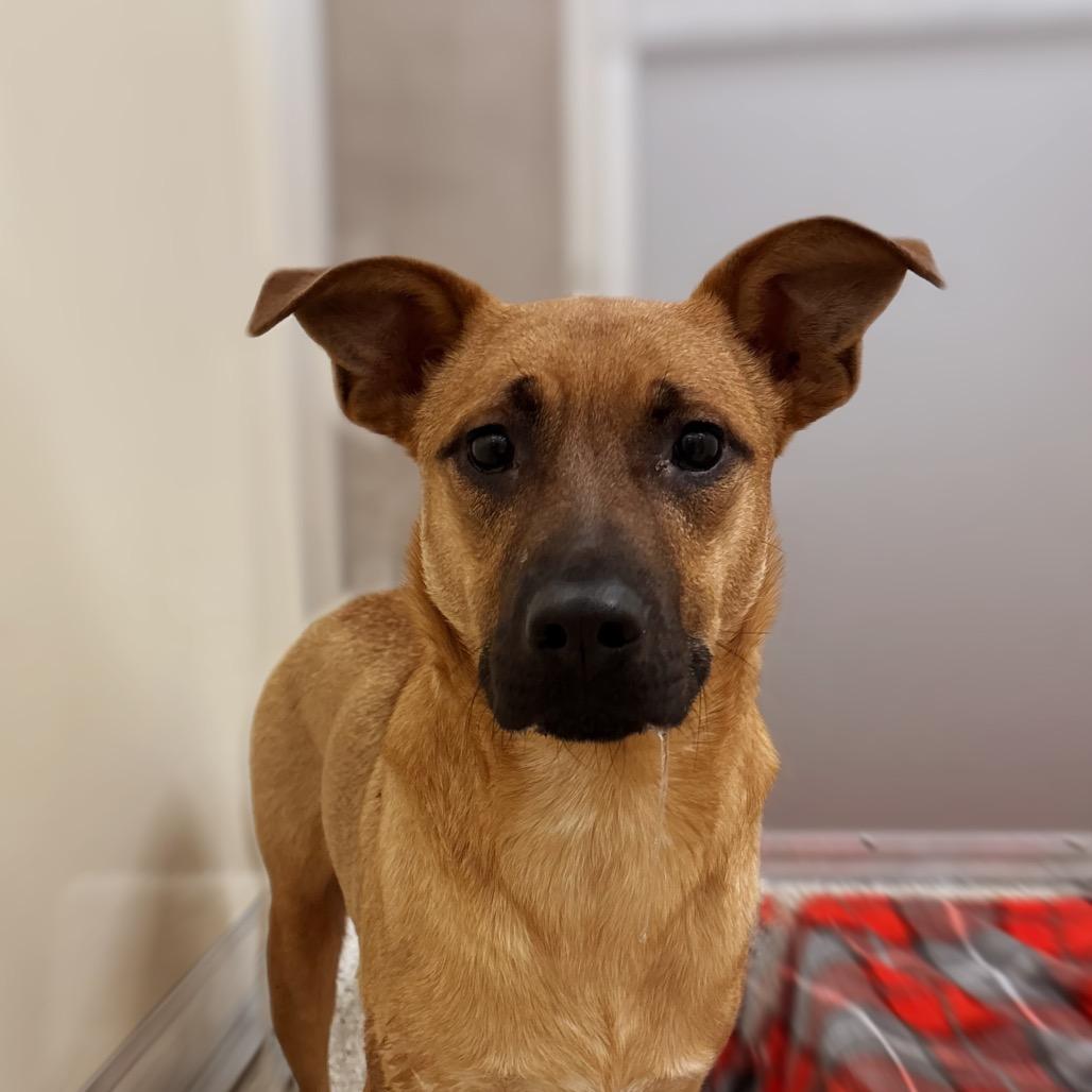 Theodore, Adoptable, Young Male Labrador Retriever & Mixed Breed.