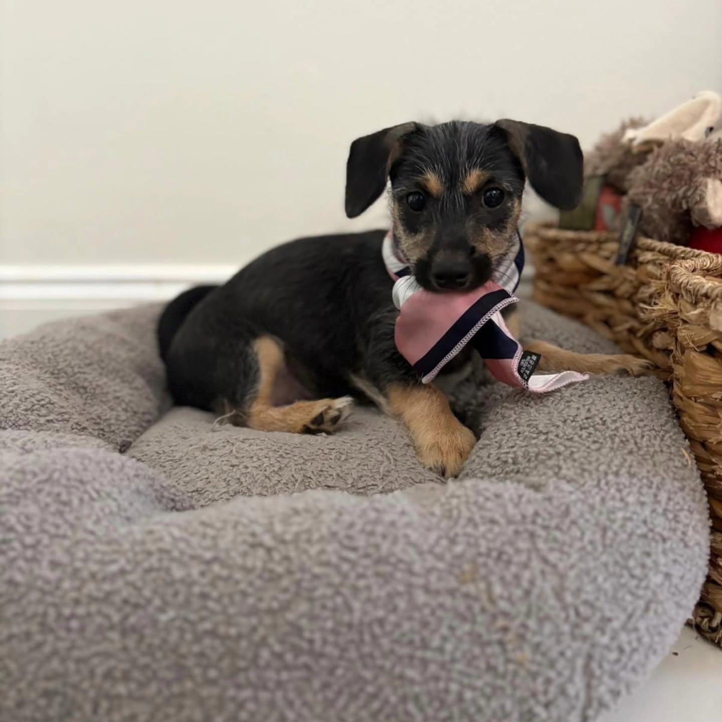 Enlarge Zuri, a ADOPTABLE mixed breed in Miami, FL image 4/4