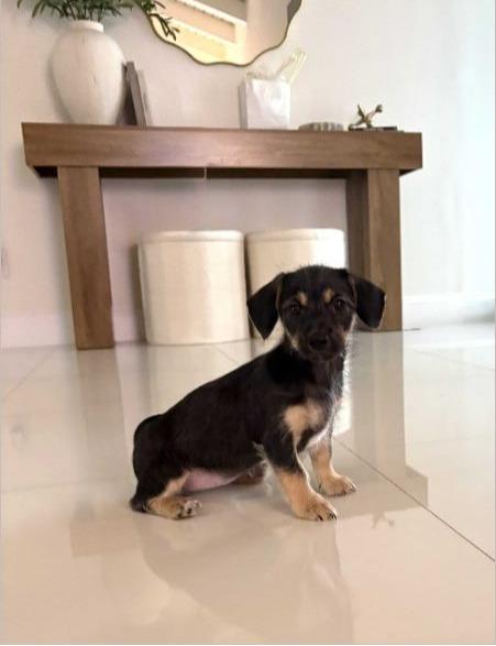 Zuri, ADOPTABLE, Puppy Female Dachshund & Yorkshire Terrier.