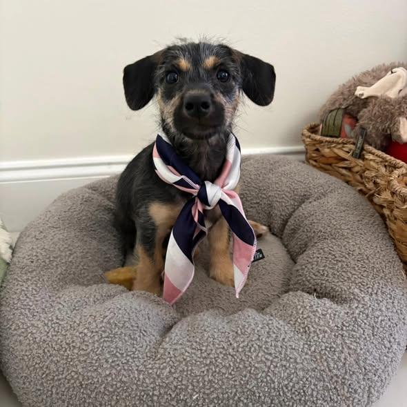 Zuri, ADOPTABLE, Puppy Female Dachshund & Yorkshire Terrier.