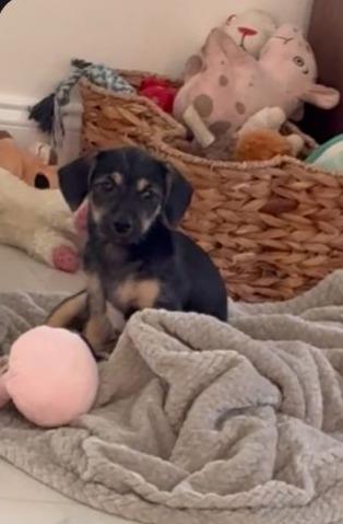 Zuri, a ADOPTABLE mixed breed in Miami, FL image 2/2