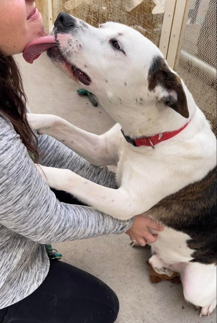 Chorizo, Adopted, Young Male Pit Bull Terrier & Cattle Dog.