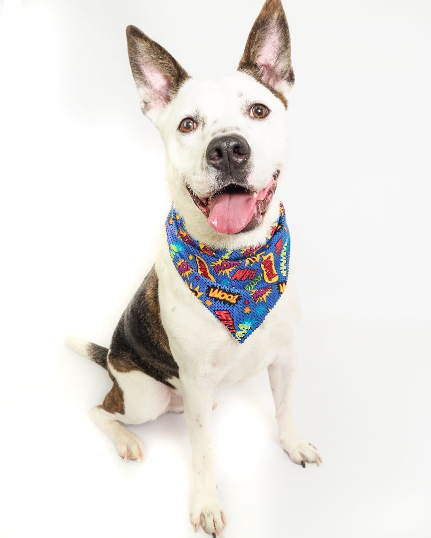 Enlarge Chorizo, a Adopted mixed breed in PHOENIX, AZ image 2/4