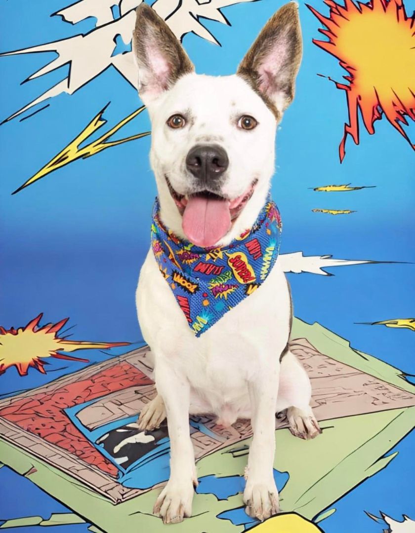 Enlarge Chorizo, a Adopted mixed breed in PHOENIX, AZ image 3/4