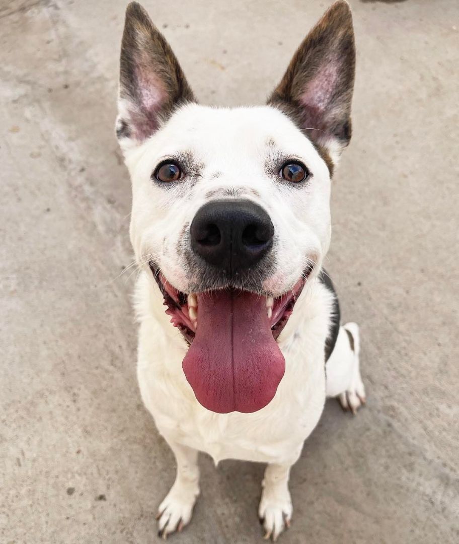 Enlarge Chorizo, a Adopted mixed breed in PHOENIX, AZ image 4/4