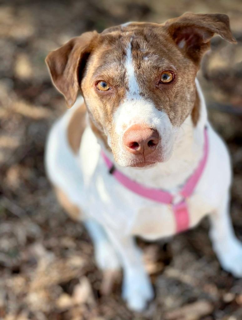 Felicity, Adoptable, Young Female Pit Bull Terrier & Husky.