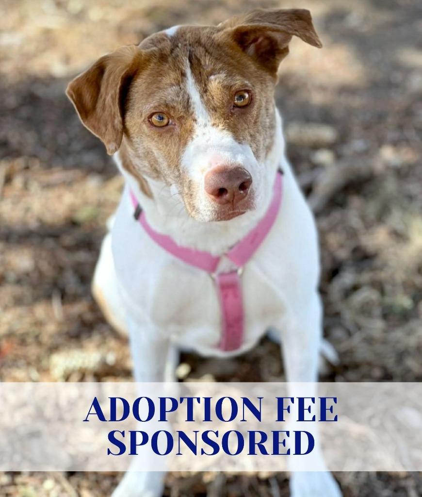 Felicity, a Adoptable mixed breed in Savage, MN image 2/6