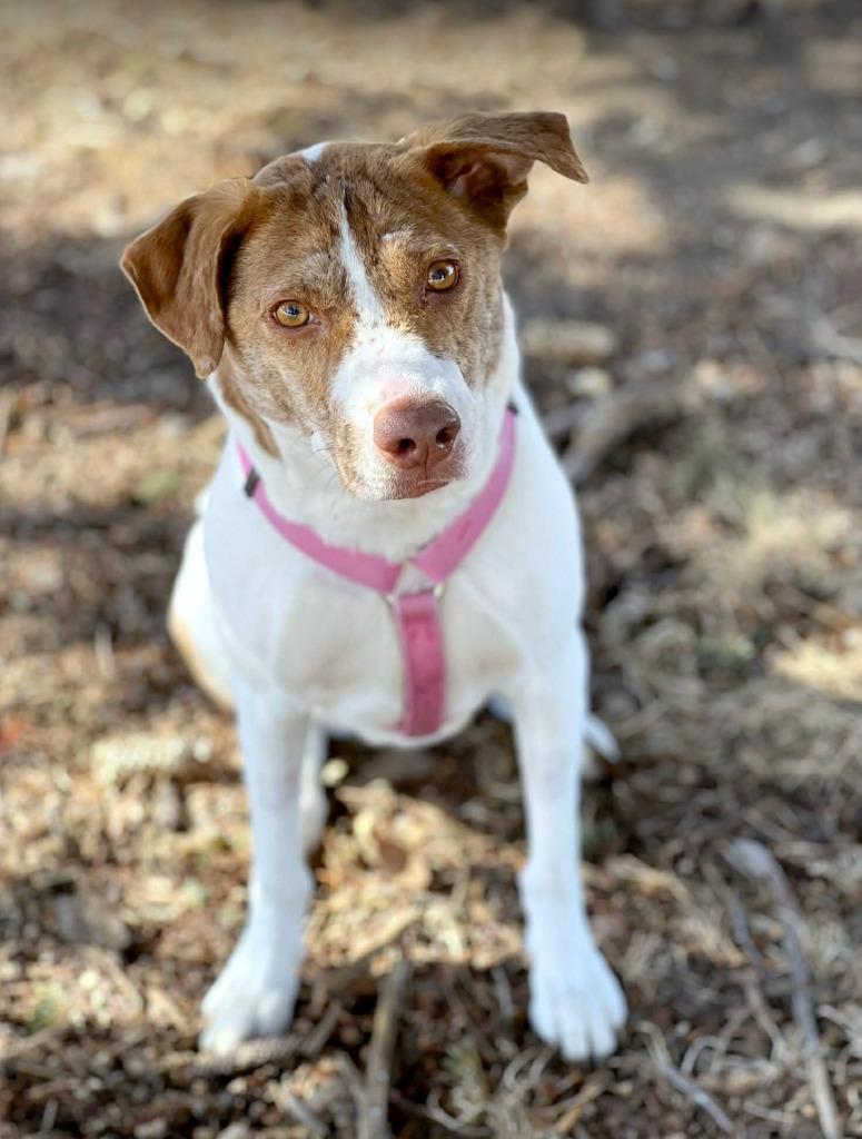 Felicity, a Adoptable mixed breed in Savage, MN image 4/6