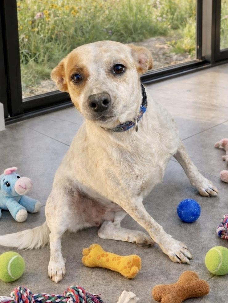 Enlarge Chespita, a Adoptable mixed breed in Escondido, CA image 1/4