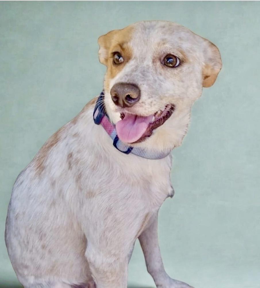 Enlarge Chespita, a Adoptable mixed breed in Escondido, CA image 3/4