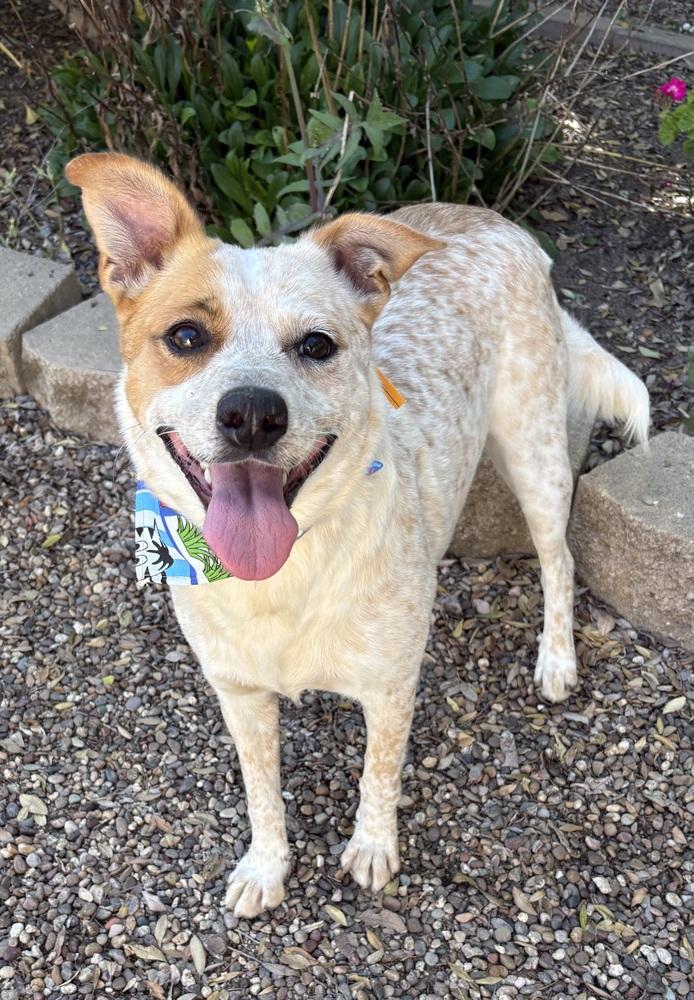 Enlarge Chespita, a Adoptable mixed breed in Escondido, CA image 4/4