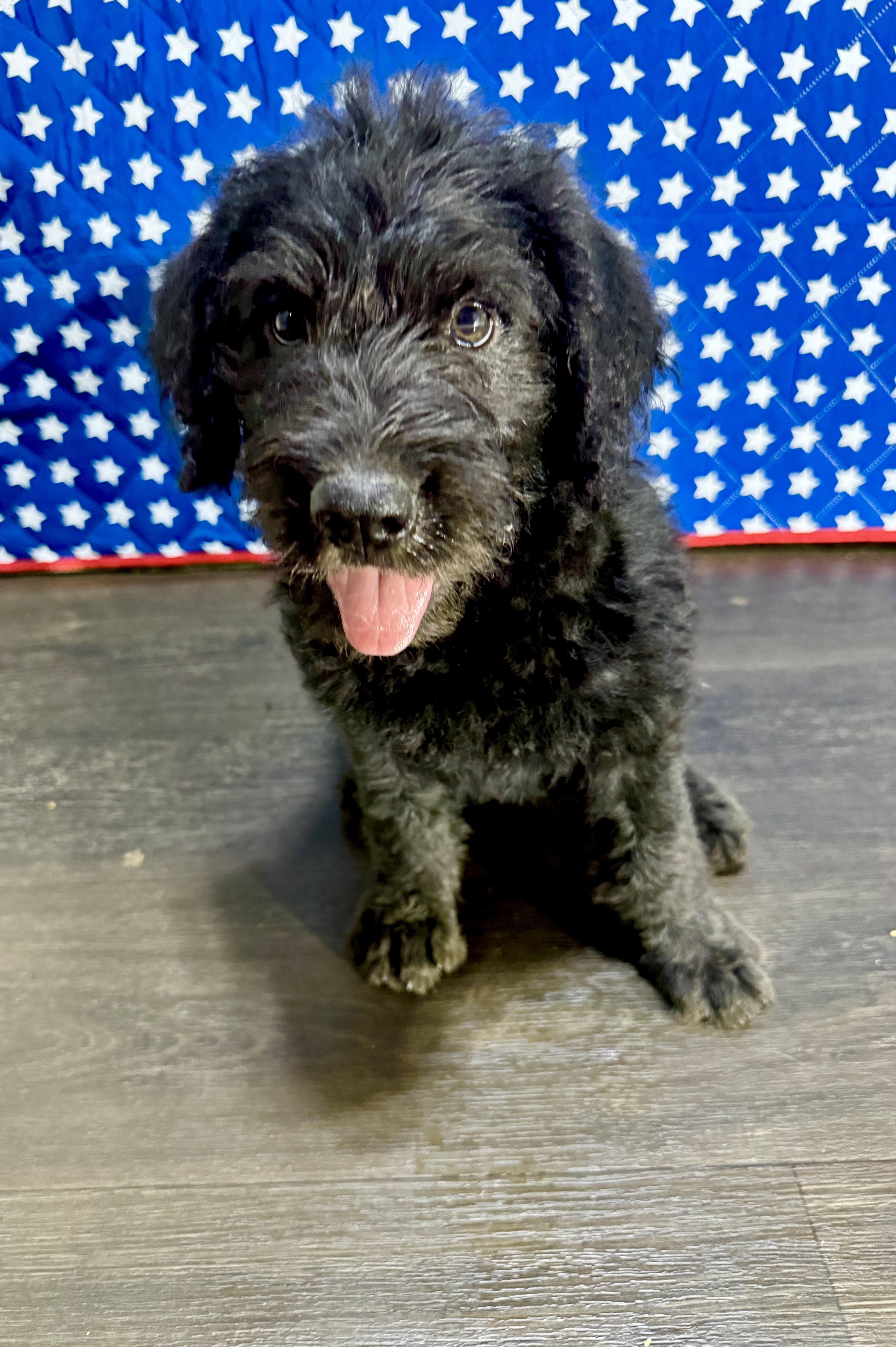 Harrison, a Adoptable mixed breed in Stormville, NY image 4/5